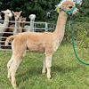 TOFT Nautilus Light Fawn Stud Male standing at TOFT Alpaca Stud